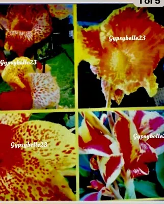 Canna LilySeeds -  A Beautiful Mix Of Indian Shot [LIMITED STOCK] • $12