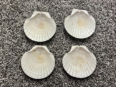 $12.50 • Buy Lot Of 4 Shells 4-5” Wide Scallop Seashells Cream Color Crafts Or Food Display