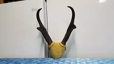 Nice Tall 13  Colorado  PRONGHORN ANTELOPE HORNS Antlers Mule Whitetail Elk • $82