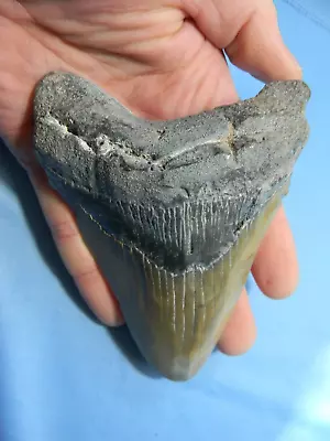 Beautiful 5  Inch  Megalodon Shark Tooth Fossil • $75