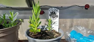 £4 • Buy Pink Lavender Seedling Plant