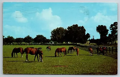 Vintage Postcard FL Marion County Throughbred Horses C1961 Chrome ~12200 • $1.61