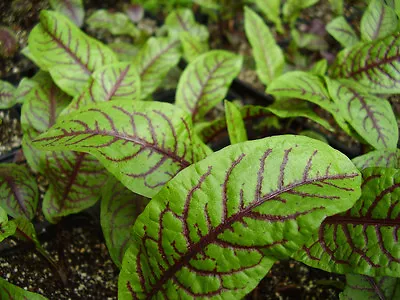£2.49 • Buy Mediterranean Blood Sorrel Hot New Salad Plant Beautiful Veined Leaf 100 Seeds
