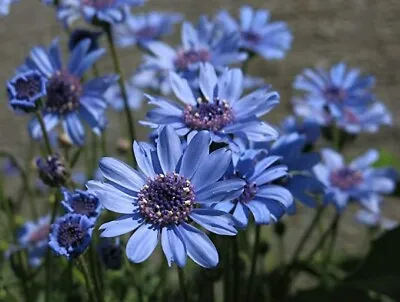 15  Pretty Blue  Daisy Seeds - Felicia • £2.39