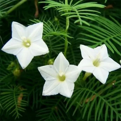 Cypress Vine- White- 10 Seeds - - BOGO 50% Off SALE • $3.79