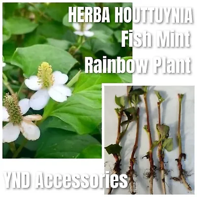 3 HERBA HOUTTUYNIA 鱼腥草 Fish Mint Rainbow Plant  Rooted Fresh  Cuttings 15-20cm  • £4.99