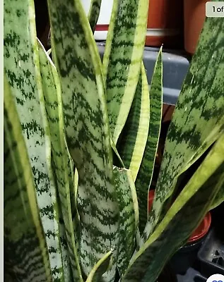 TWO{2}SnakePlants Approx. 17   Tall Mother-In-Law's Tongue Sanseveria Live. FS • $24.99
