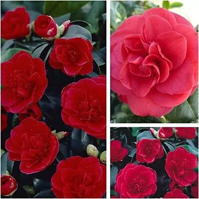 2 X Camellia Lady Campbell - Evergreen Shrubs Ready To Plant In 9cm Pots • £14.99