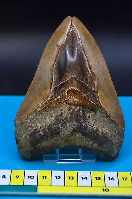 BEAUTIFUL 4.7  MEGALODON SHARK Tooth RIVER FOUND GREAT COLOURS • £145