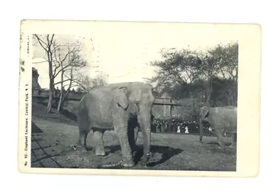 Vintage Animal  Postcard  ELEPHANTS   ENCLOSURE CENTRAL PARK N.Y.  POSTED 1905 • $3