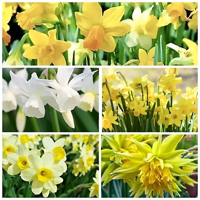 Daffodil Bulbs 20 Mixed 🌱Narcissus Flowering Garden Plants Flowers Perennials🌱 • £150