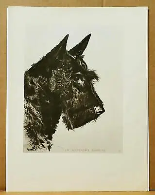 1946 Scottish Terrier Morgan Dennis ART PRINT Ch. Scotshome Surprise Westminster • $21.99