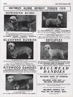 £2.99 • Buy Southern Dandie Dinmont Terrier Club Dog Kennel Advert Print Page 1967 Dog World