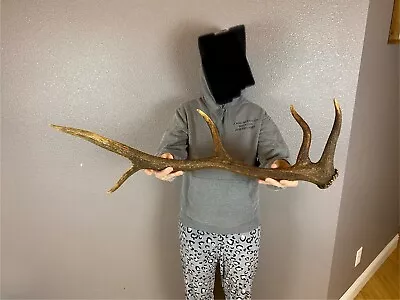 ROOSEVELT ELK SHED ANTLER WILD WASHINGTON 5pt HORN DEER MOOSE Rustic Decor • $99.99