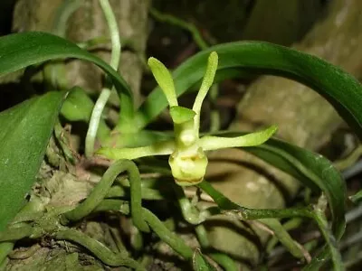 $44.95 • Buy Australian Native Orchid Sarcochilus Olivaceus (Southern Lawyer)