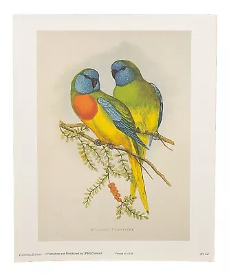 Vintage Ornithology Bird Lithograph Print Parakeet Designed 1880 • $17.99