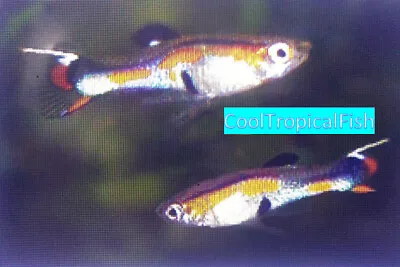 (20) Guppy - Feeder Fish - Small Plain Guppies - Random Colors And Sexes • $39