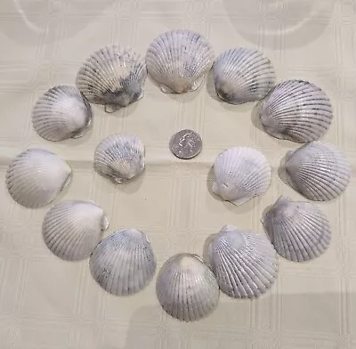 Lot 14 Blue White Grey Scallop Sea Shells Crafting Seashells 1-2” • $8.99