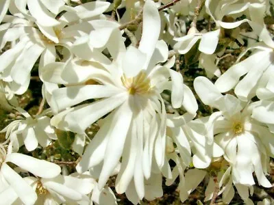 12 ROYAL STAR MAGNOLIA SEEDS - Magnolia Stellata 'Royal Star' • $6