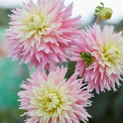 Dahlia Tubers X 2 Just Married Stunning Cactus Variety In Shades Of Pink • £10