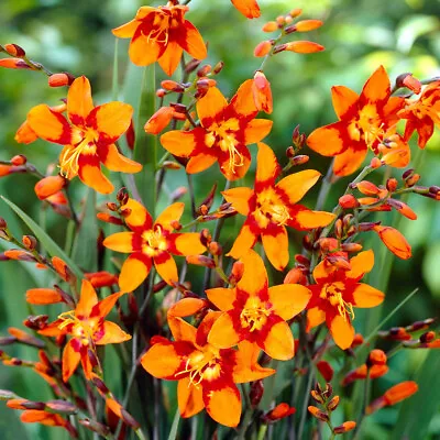 10 CROCOSMIA Emily McKenzie  BULBS/CORMS HARDY PERENNIAL SUMMER FLOWERING GARDEN • £5.99