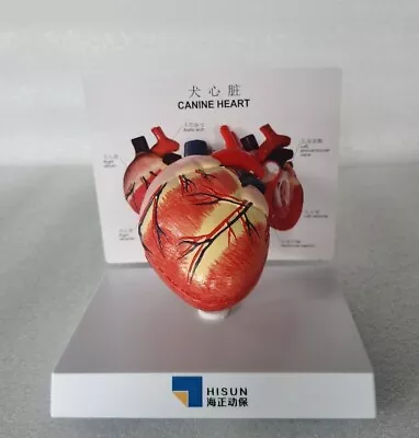 Dog Heart Anatomy Model With Card Veterinary Teaching Pet Model • $42.50