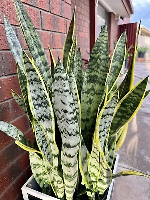 3 Sansevieria Snake Plant Easy-Care Indoor Outdoor Mother-in-Law's Tongue • $30