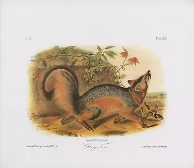 Audubon 1989 Vintage  Grey Fox  Wow! Gorgeous Mammal Color Art Plate Lithograph • $6