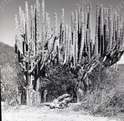 A18 Original Negative 1974 Acapulco Mexico Candelabra Cactus 016a • $9.25