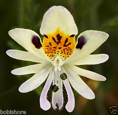 FREE POST AUSTRALIA White Angels Wings Schizanthus Pinnatus Poor Mans Orchid  • $14.95