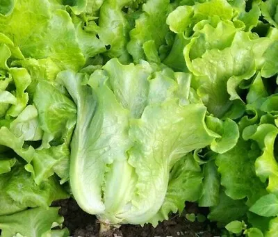 1000+All Season Romaine Lettuce Seeds Italian Yearly Lettuce USA • $2.98