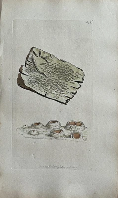 £147.16 • Buy Original Antique Print - Botanical Art Print - James Sowerby - Lichen