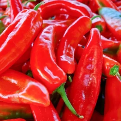Red Marconi Sweet Pepper Seeds 50+ Vegetable Garden NON-GMO USA FREE SHIPPING • $2.45