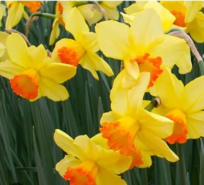 5 Yellow Daffodil Bulbs| Red Devon  Deer Resistant • $7.99