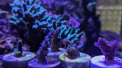 Coral Frag Pack  SPS Pack Live Coral  / SPS / LPS /Zoas / Anemone / GSP / Acro • $139.98