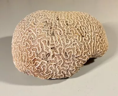 Vintage Natural Brain Coral 5 Lb 10 Oz 9”x6”x4” Lovely Piece • $100