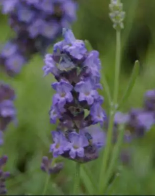 Lavender Plants - Many Color - Many Sizes • $15.99