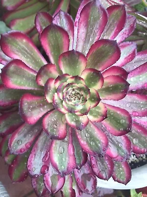 Aeonium Mardi Gras Variegated Single Small Cutting - Stunning Succulent • $12.95