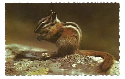 Maine ME Postcard Chipmunk Wildlife Vintage • $1.99