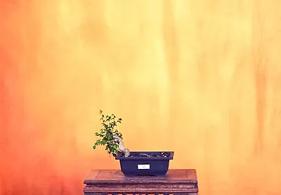 Outdoor Live Chinese Elm Bonsai Tree W/ Pot • $80