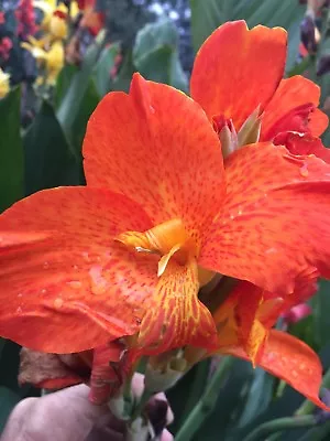 Canna Indica Cannalily Cliff Gust Kongerong Spotted Orange 10 Seeds Rare • $10