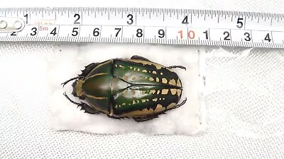 Mecynorrhina Polyphemus Confluens Female 53mm Congo Beetle V#4 • $14.94