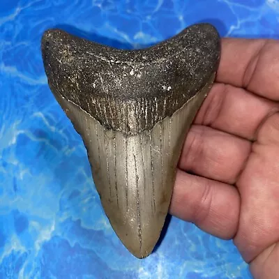 Megalodon Shark Tooth 4.04” Huge Teeth Meg Scuba Diver Direct Fossil Nc 2841 • $36