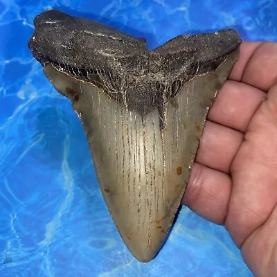 Megalodon Shark Tooth 4.81” Huge Teeth Meg Scuba Diver Direct Fossil Nc 2866 • $10.50