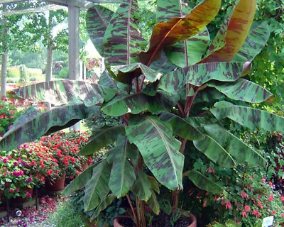 ~ZEBRINA~ Musa Acuminata~Variegated Sumatrana Rojo Blood Banana~STARTER PLANT • $20.50