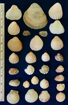 Lot Of 45 Pacific Seashells Cockles Scallops Others 1 - 3 1/4  • $17.95