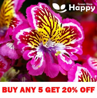 £1.99 • Buy BUTTERFLY FLOWER - ANGEL WINGS MIX - 2000 SEEDS - Schizanthus Wisetonensis