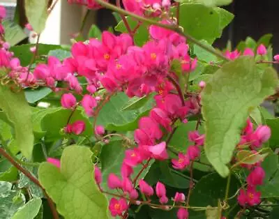 Coral Vine Seeds Antigonon Leptopus Climber Flower Clusters Fast Growing Hardy • $4.29