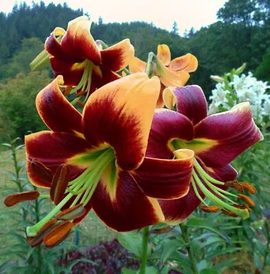 Red Morning Tree Lily Flower Bulbs Hardy 4-8 Ft. Tall Giant Fragrant Blooms!! • $23