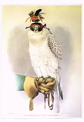 Gyrfalcon Hooded Greenland Falcon Bird Print Picture Joseph Wolf CNHPBOP#85 • £3.99